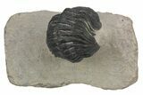 Partially Enrolled Reedops Trilobite - Aatchana, Morocco #235814-1